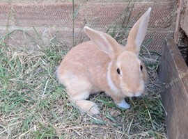 Beautiful bunnies