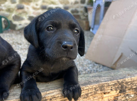 Black Labrador Pups