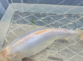 White koi