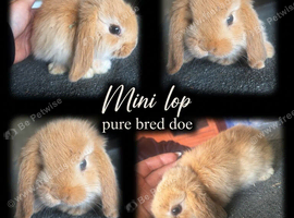 Mini lop doe ( girl )