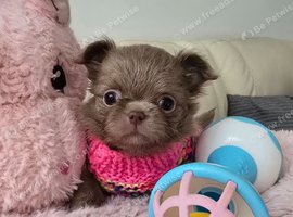 Xx Chihuahua tiny lilac longcoat girl Xx