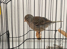 Pair of Fife Canarys