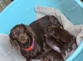 Beautiful chocolate and tan miniature dachshund