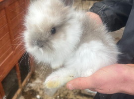 Baby rabbits for sale