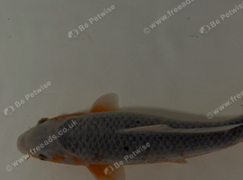 Koi's/butterfly kois