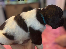 Beautiful spocker puppies