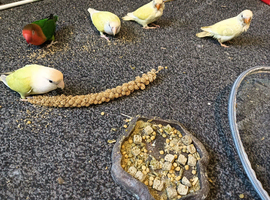 love bird flock
