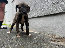 Lurcher &hellip;&hellip;bull grey &hellip;. Last one bitch puppy pup puppies