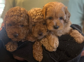 3 beautiful Cockapoo puppies for sale