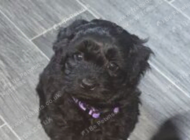 Shihpoo
