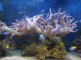 Large soft coral