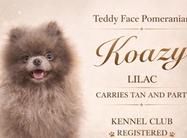 Lilac Pomeranian stud