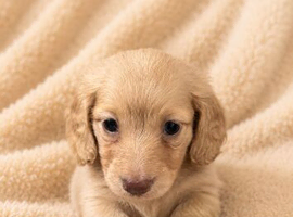 Cream long haired miniature dachshund puppies for sale