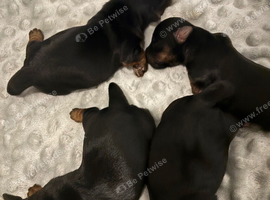 Yorkshire Terrier puppies