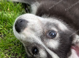 Shepsky puppies