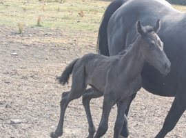 Brown Cob x Hanoverian Filly Foal