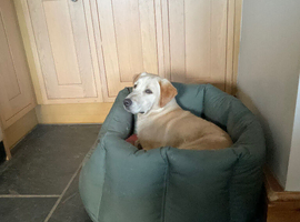 Yellow Labrador dog