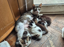 Maincoon mix kettens for sale