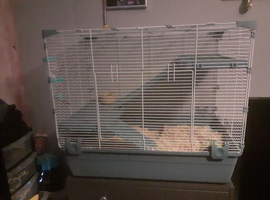 2 male gerbils and cage