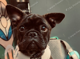 French bulldog cross pug