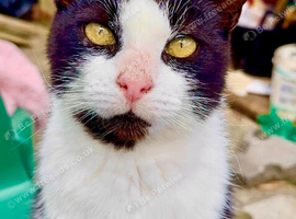 Missing Cat, Axel !!