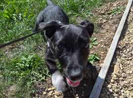 Urgent Loving Home Needed For Beautiful Boy