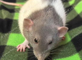 3 girl dumbo rats