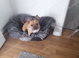 Beautiful frenchie