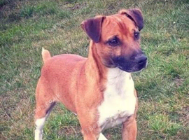 Beautiful Female Plummer Terrier