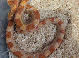 Several young corn snakes for sale in southeast London SE7