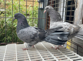 Garden fantails