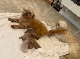 Imperial Shih Tzu Puppies