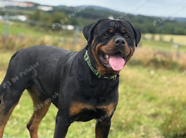 Rottweiler for stud