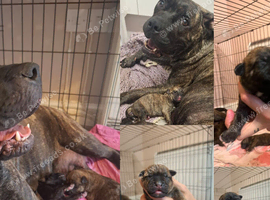 Presa cross pups