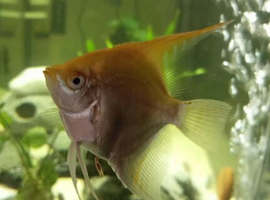 Several fish to swap. Looking for swaps with Malawi's.