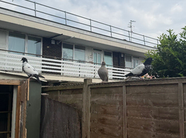 Afghani Pigeions for Sale