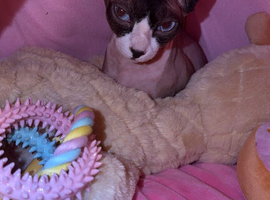 sphynx female for sale