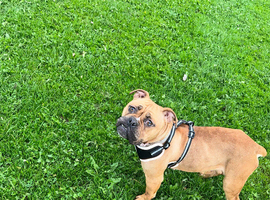 Beautiful American pocket bully for sale