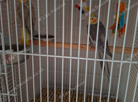 Hand reared cockatiels approx 6 months old