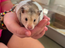 2 female hampsters