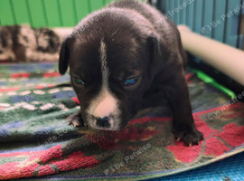 Female amircan bulldog Cross staffy