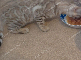 Beautiful Rosetted bengal kittens