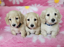 Cream long haired minis  READY NOW