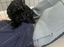 6 beautiful cockapoo puppies F1