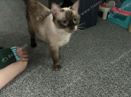Female ragdoll for sale