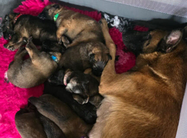 5 Malinois x GSD Puppies *READY TO GO*