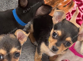 Chihuahua x jack russell