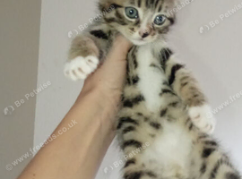 FULL BRED TABBY GREY AND STRIPED