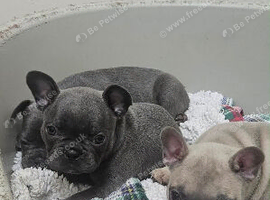 French bulldog girl puppy
