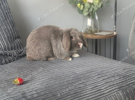 Blue French lop